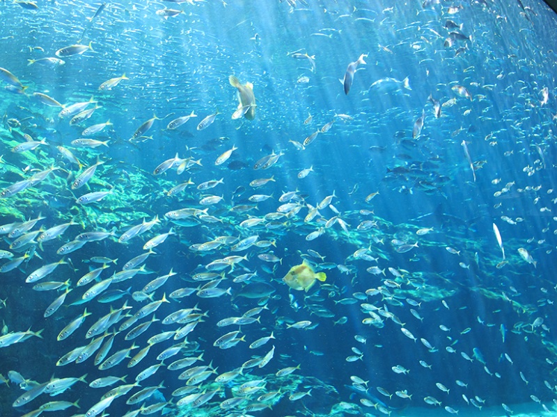九十九島水族館 海きらら