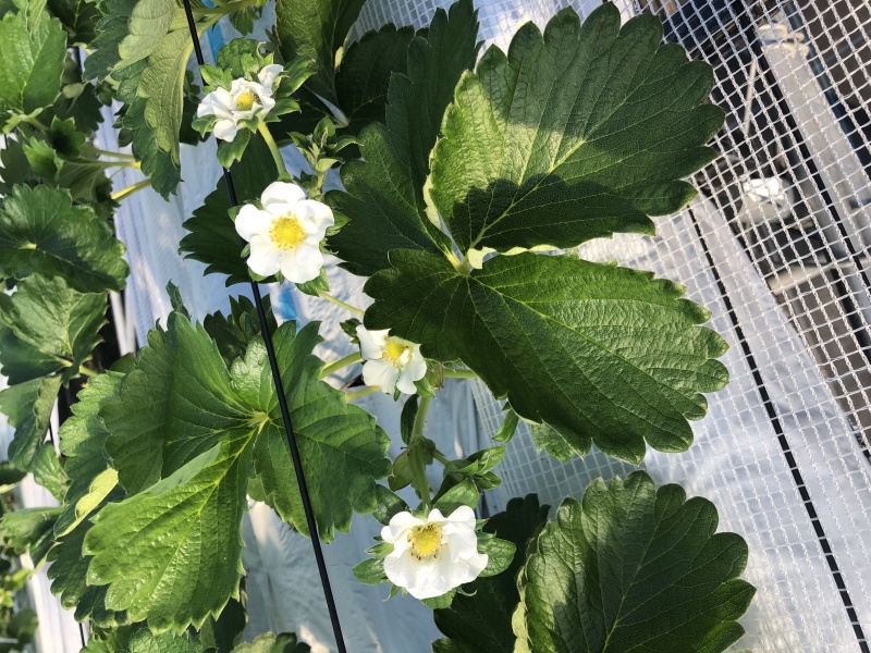 ☆温泉いちご園情報☆