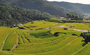 大中尾棚田